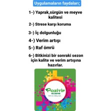 Pozitif Gübre Tüm Sezon Için Fındık Uygulama Paket Gübre Satışı Azotlu Fosforlu Potasyumlu Tüm Mikroelementler