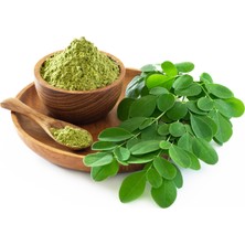 Yavuz Fidancılık Moringa Fidanı 40 CM Üzeri