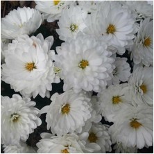 Isparta Gülü Beyaz Renk Kasımpatı Çiçeği Fidanı 15-25 cm Saksılı Çiçekli Bodur White Chrysanthemum