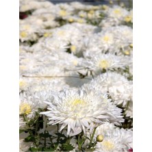 Isparta Gülü Beyaz Renk Kasımpatı Çiçeği Fidanı 15-25 cm Saksılı Çiçekli Bodur White Chrysanthemum