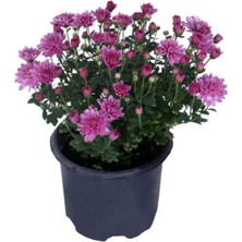 Isparta Gülü Saksıda Kasımpatı Çiçeği (Chrysanthemum) Lila 10-20 cm