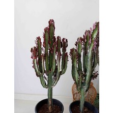 Growth Plant And Tree Euphorbia Red Royal - Büyük Boyut