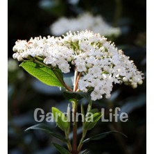 Gardina Kartopu Fidanı Parlak Yapraklı ( Viburnum Lucidum )