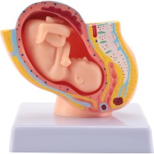 Bearrt Insan Gebeliği Fetal Gelişim 9. Ay Embriyonik Pelvik Modeli Fetus Fetus Gebelik Plasenta Modeli Anatomisi (Yurt Dışından)