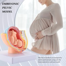 Bearrt Insan Gebeliği Fetal Gelişim 9. Ay Embriyonik Pelvik Modeli Fetus Fetus Gebelik Plasenta Modeli Anatomisi (Yurt Dışından)