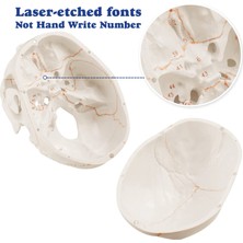 Bearrt Anatomik Insan Kafatası Modeli, 3 Parçalı, Numaralı, Gerçek Ölçüde (Yurt Dışından)