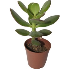 Bayraktar Şans ve Para Çiçeği Crassula Ovata Tekli 5.5 cm Saksıda