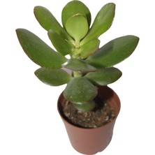 Bayraktar Şans ve Para Çiçeği Crassula Ovata Tekli 5.5 cm Saksıda