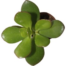 Bayraktar Şans ve Para Çiçeği Crassula Ovata Tekli 5.5 cm Saksıda