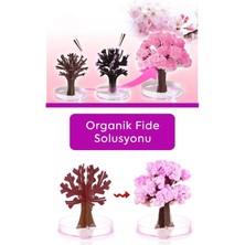 Mercan Hediyelik Sihirli Japon Sakura Ağacı