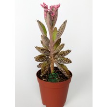 Garden Box Pembe Renk Kalanchoe Daigremontiana 1 Saksılı 10-15CM