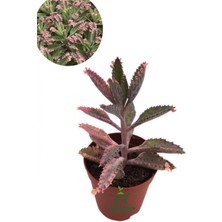 Garden Box Aşkın Gözyaşı Çiçeği 1 Adet Saksılı Özel Tür Pembe Renk