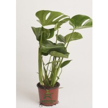 Garden Box Monstera Deve Tabanı Çiçeği Dolgun Formlu 30-50CM