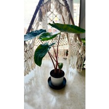 AGAPI Alocasia - Fil Kulağı 60-70 cm - Iç Mekan&ofis  Bitkisi