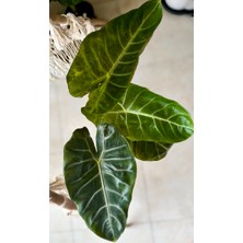 AGAPI Alocasia - Fil Kulağı 60-70 cm - Iç Mekan&ofis  Bitkisi