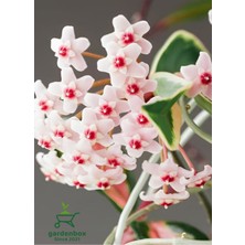 Garden Box Beyaz Renk Mum Çiçeği 10-20CM Hoya Carnosa