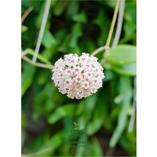 Garden Box Büyük Boy Beyaz Mum Çiçeği 30-50CM Saksılı Sarmaşık Bitki