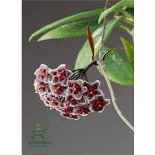 Garden Box Özel Tür Siyah-Bordo Mum Çiçeği 10-20CM Saksılı Çok Yıllık Bitki