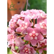 Garden Box Hoya Carnnosa Pembe Renk Mum Çiçeği 10-20CM 1 Adet Saksılı