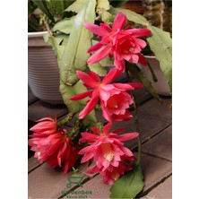 Garden Box Kırmızı Atlas Çiçeği 1 Adet Saksılı 15-20CM (Epiphyllum)