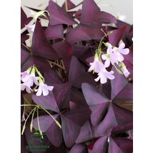 Garden Box Yonca Çiçeği Mor Yapraklı Uyku Çiçeği 20-30CM (Oxalis Triangularis)