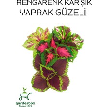 Garden Box Karışık Renk Yaprak Güzeli 5 Adet Kolyoz Cam Güzeli