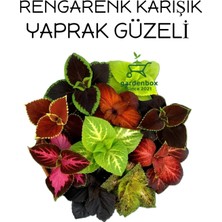 Garden Box Karışık Renk Yaprak Güzeli 10 Adet Kolyos Mix (Coleus)