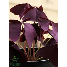 Garden Box Saksılı Süs Yoncası Çiçeği 1 Adet 20-30CM Oxalis Triangularis