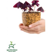 Garden Box Formlu Mor Süs Yoncası Çiçeği 20-30CM 1 Adet Canlı Çiçel Oxalis Triangularis
