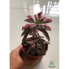 Garden Box Aşkın Gözyaşı Çiçeği 1 Adet Saksılı Özel Tür Pembe Renk