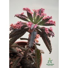 Garden Box Nadir Tür Aşkın Gözyaşı Çiçeği 1 Adet Sakıslı 10-20CM