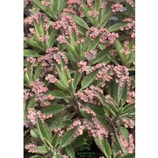 Garden Box Pembe Aşkın Gözyaşı Çiçeği 10-20CM Kalanchoe Daigremontiana