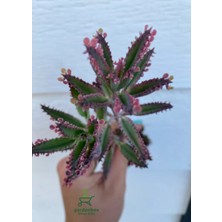 Garden Box Aşkın Gözyaşı Çiçeği Pembe Renk Saksılı 10-20CM