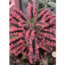 Garden Box Nadir Tür Pembe Renk Çiçeği Saksılı 10-15CM Kalanchoe Daigremontiana