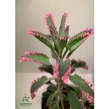 Garden Box Saksılı Özel Tür Aşkın Gözyaşı Çiçeği 10-15CM