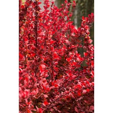 Doğaşık "2-3 Yaşında Roket Berberis (Berberis Thunbergii 'rocket') Fidanı - Bahçeniz Için Zarif ve Dayanıklı"