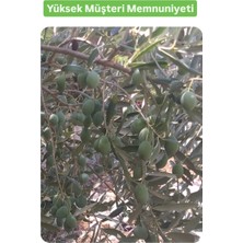 Zeytin Somak Çiçek Öncesi ve Sonbahar Uygulama Zengin Mikro element içeriği Azotlu Fosforlu Sıvı Gübre