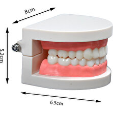 Temel Diş Modeli 8 cm