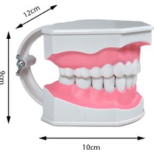 Temel Diş Modeli Fırçalı 12 cm