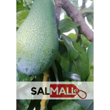 Salmall 1 kg Yeni Hasat Avokado