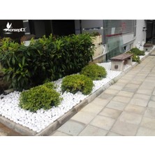 Neotan Beyaz Dolomit Taş 20 kg 2,5-4 cm Dekoratif Taş Bahçe Süs Taşı