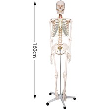 Temel Büyük Iskelet Modeli 160 cm