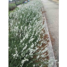 Doğaşık Beyaz Lavanta (Lavandula Angustifolia) Fidanı - 2 Yaşında, Hoş Kokulu ve Dayanıklı"