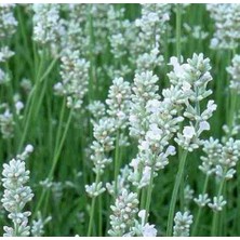 Doğaşık Beyaz Lavanta (Lavandula Angustifolia) Fidanı - 2 Yaşında, Hoş Kokulu ve Dayanıklı"