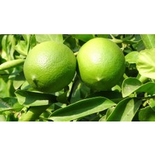 Mayer Limon 5 KG