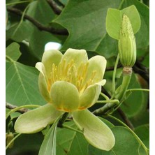 Doğaşık 2 Yaşında Lale Ağacı (Liriodendron Tulipifera) Fidanı - Bahçeniz Için Zarif ve Gösterişli Bir Ağaç