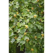 Doğaşık 2 Yaşında Lale Ağacı (Liriodendron Tulipifera) Fidanı - Bahçeniz Için Zarif ve Gösterişli Bir Ağaç