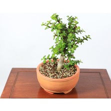 Seika Yeşim Ağacı - Portulacaria Afra NO.205X