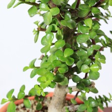 Seika Yeşim Ağacı - Portulacaria Afra NO.205X