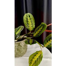 AGAPI Calathea Maranta-Dua Çiçeği